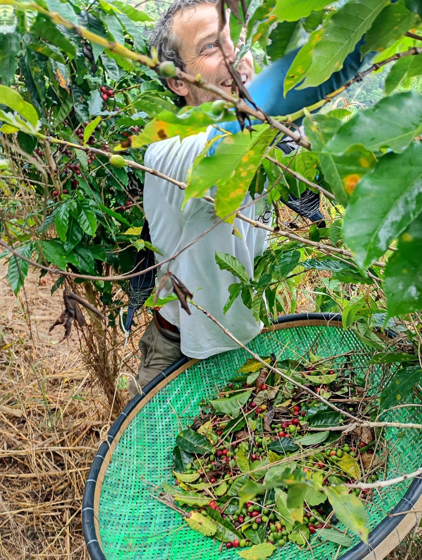 Pessoa colhendo café no pé, com a peneira cheia de frutos